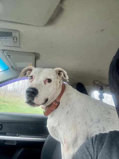 Luna sentada en el asiento delantero del auto, mirando hacia adelante
