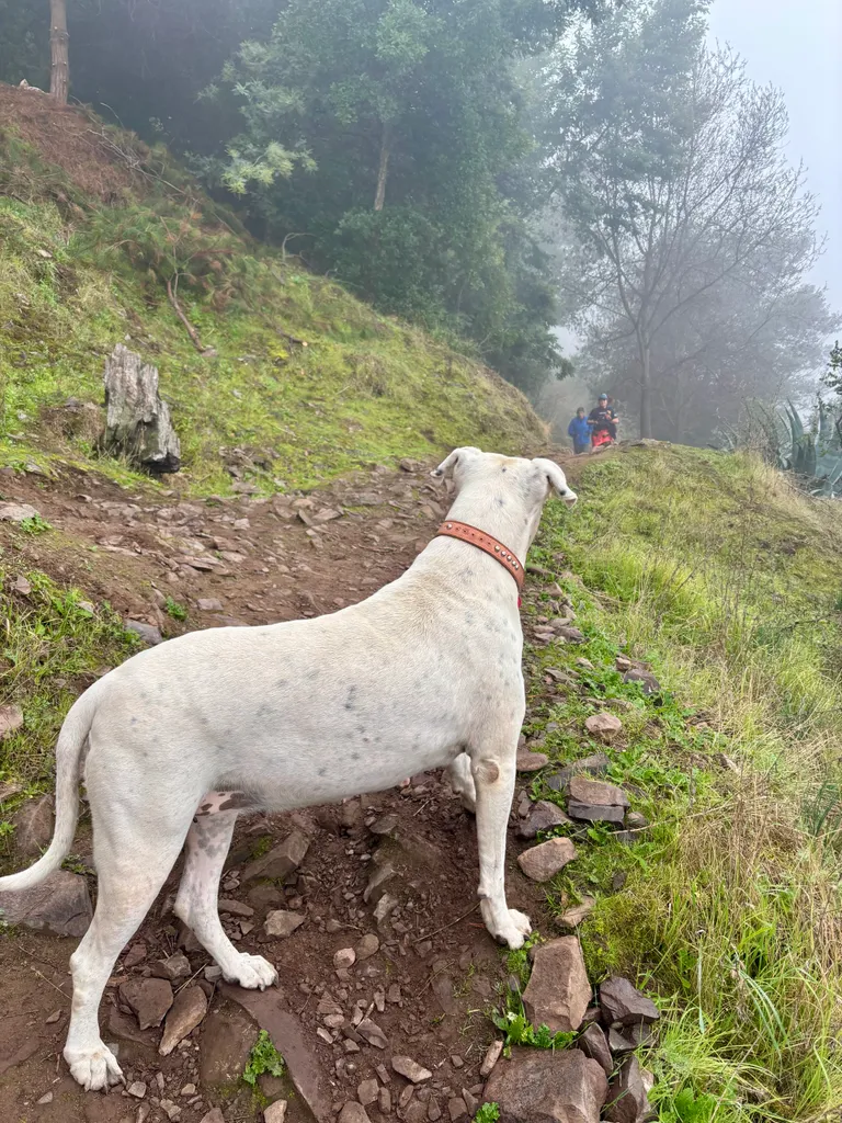 Luna avanzando por la orilla del sendero mientras varios corredores pasan por el cerro