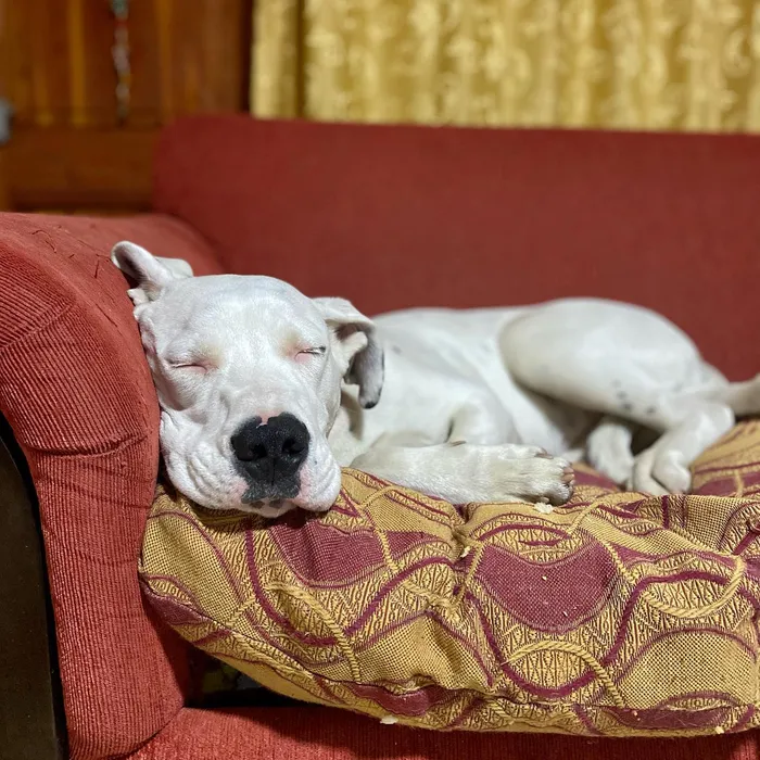 Foto de portada del relato «Cuidados básicos de un Dogo Argentino»
