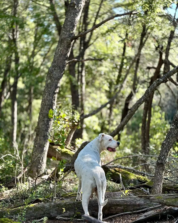 Luna explorando al aire libre, rodeada de naturaleza