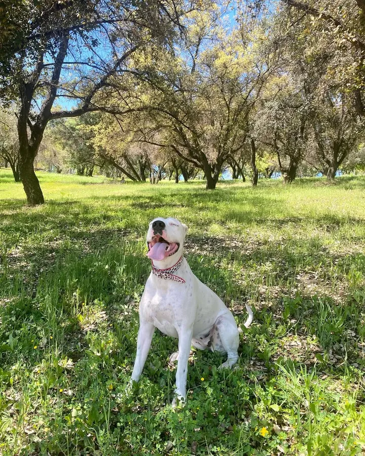 Luna, una Dogo Argentino de pelaje blanco, sonriendo con la lengua afuera